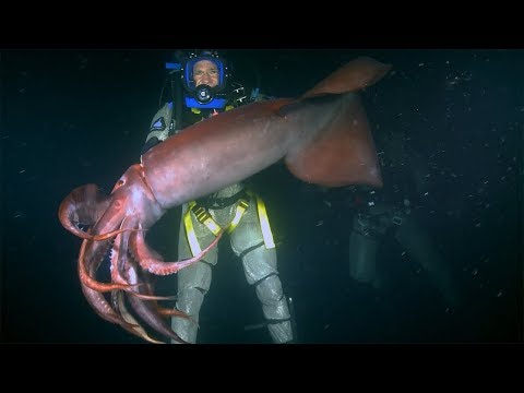 Red Devil Squid BITES diver | Deadly 60 | BBC Earth Explore