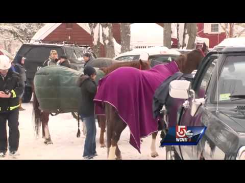 15 horses safe after barn collapse