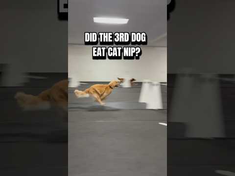 Did the 3rd dog eat cat nip? #dogs #dogsports #flyball